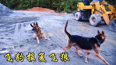 昆明犬飞狼欺负飞豹被报复,赶紧跑到铲屎官怀里找安慰-生活-完整版