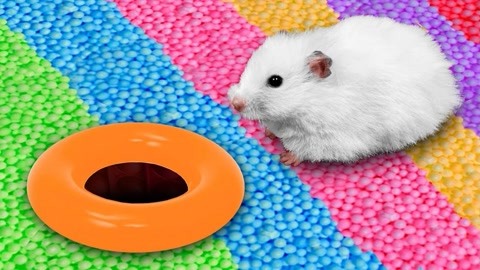 仓鼠冒险记:带陷阱的仓鼠迷宫,五颜六色的海洋球看起来好好玩!