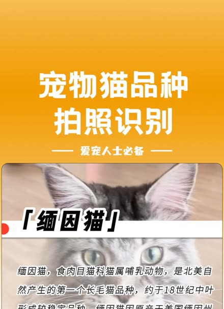 宠物猫品种拍照识别!什么串串猫都不在话下!