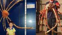 世界最大的日本“杀人蟹”，曾被认为核污染引起变异，重达38斤！