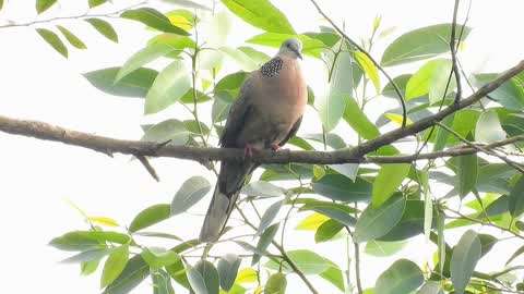 桉樹上的斑鳩叫聲,深沉悠遠的聲音真好聽