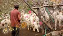 长这么大才知道，羊回羊圈竟还知道要排队，牧人简直是驯羊高手！