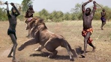 动物世界-残酷的生活狮子-狮子拯救疣猪-狮子攻击狮子