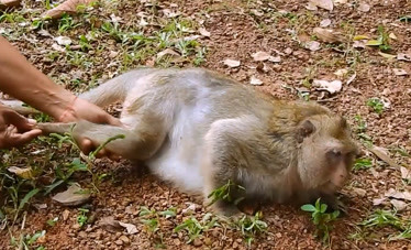 猴子发生车祸腿部严重骨折一瘸一拐的样子让人泪目