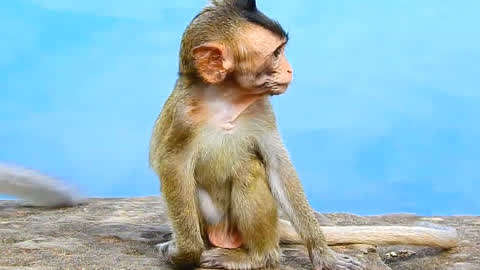 猴子耳朵图片 代表性图片