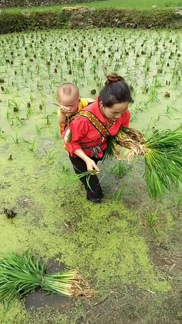 贵州农村妇女背着小孩种植杂交水稻