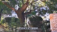 [图]吊死崇祯皇帝的那棵槐树，为什么要用铁链拴住？槐树至今还存在吗