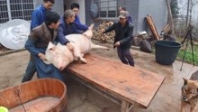 [图]每年到了杀年猪时，才感觉到年味，三百多斤的大年猪过个肥年