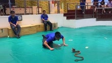 泰国毒蛇研究中心，若被咬一口几分钟便可致命，太可怕了！