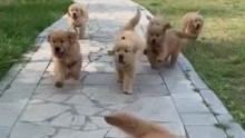 七胞胎小奶狗，努力奔跑，勇往直前，宝宝加油