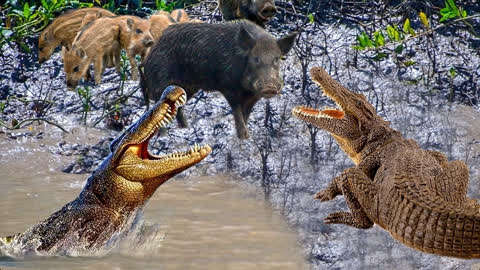 动物世界:野猪大战鳄鱼,最后在河边被鳄鱼偷袭