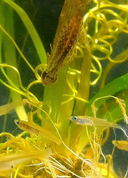 蜻蜓的幼虫捕食图片