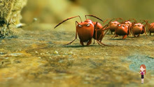 [图]科幻片 白垩纪往事 恐龙和蚂蚁的故事 蚂蚁凭一己之力毁灭地球