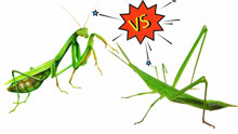 螳螂 vs 剑角蝗、中华蚱蜢，结果会怎样？