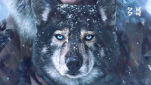 真实故事改编的冒险电影，最英勇的二哈传奇雪橇犬的一生《多哥》