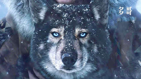 真实故事改编的冒险电影,最英勇的二哈传奇雪橇犬的一生《多哥》
