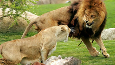 又到了求偶的时候,雄狮对母狮子猛烈进攻,母狮:走开!你太丑!