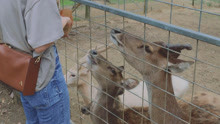 澳洲布里斯班Lyell Deer Sanctuary小鹿园🦌
