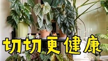 [图]竹节类秋海棠的扦插繁殖