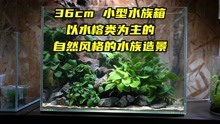 [图]全部使用水榕类水草进行的自然风格水族造景，36cm的小型水族箱