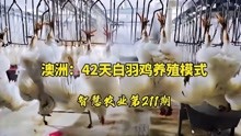 42天白羽鸡智慧模式：从破壳、饲养、分割...这就是工厂化养鸡！