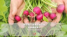 冬季适合新手室内盆栽的蔬果品种推荐（一）酒神樱桃萝卜Bacchus Radish