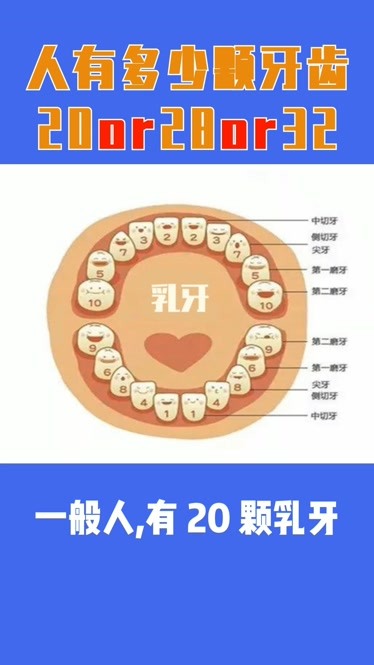 人有多少颗牙齿20颗还是28颗为什么还有人说32颗