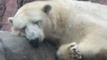 【熊】八木山动物园的小骚货