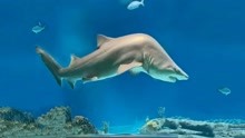 盘点世界上最奇葩的事，鲨鱼也会骨折？脖子折成90度！