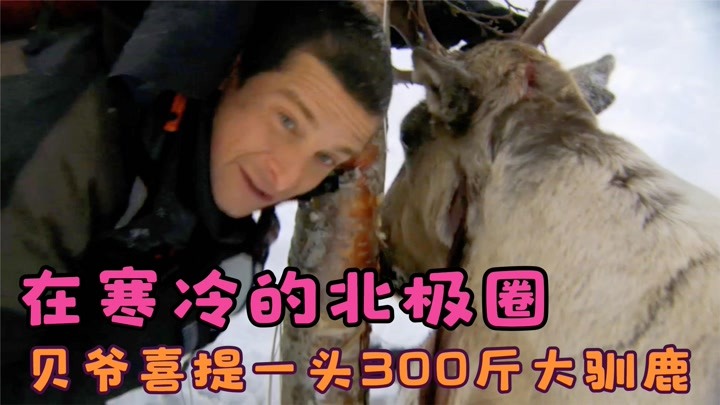 在北极圈荒野求生，贝爷用一根细绳抓到一头300斤的麋鹿！纪录片