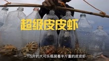 [图]渔夫自制捕虾工具，捕捉到的皮皮虾重达半斤，长度超出20厘米