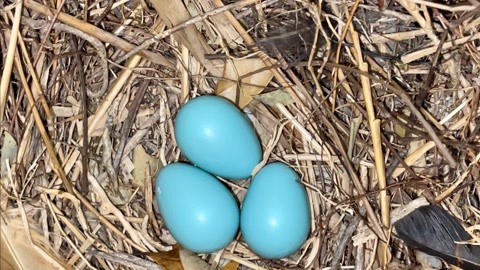 青色的鸟蛋图片