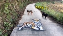 在马路上画只老虎，狗子看到老虎的反应太搞笑了也。哈哈