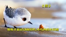 [图]《鹬》奥斯卡最佳动画短片，小鸟的成长历程，治愈短片