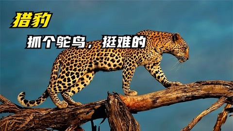 猎豹的繁殖过程图片