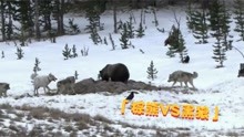 狼熊相战，棕熊为了生存抢夺狼群食物，狼群辛苦捕猎却沦为打工狼