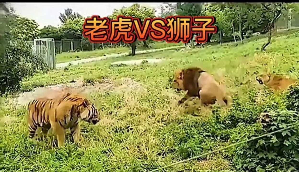 狮虎大战图片