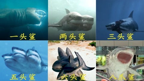 6头鲨真正图片图片