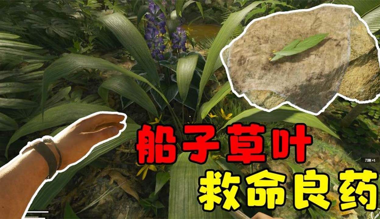 【小雨吖吖·】绿色地狱3:找到大量草药,制作救命良药,没想到真派上用