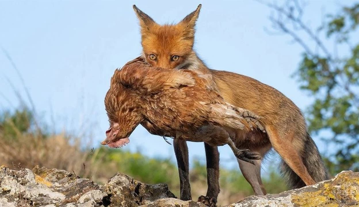 狐狸啃鸡图片