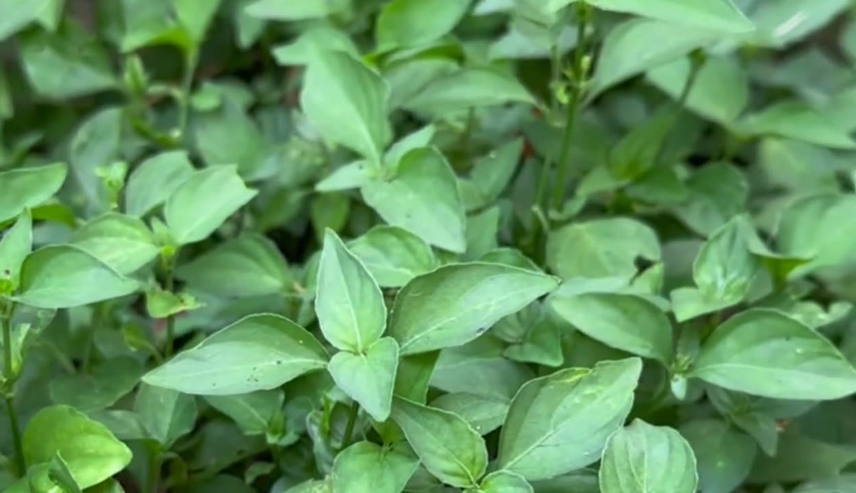 路边青植物图片图片