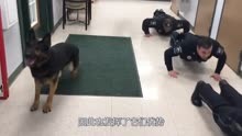 一只军犬当众表演踢正步，结果下一秒上演搞笑一幕，镜头记录全程