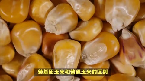 转基因玉米对比图片