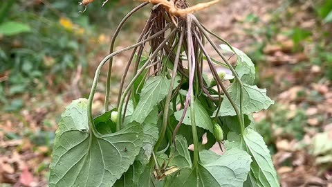 戟叶堇菜和紫花地丁图片