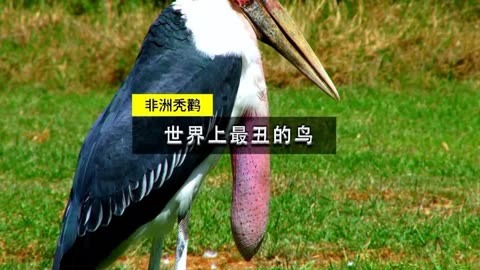 非洲禿鸛世界上最醜的鳥,身上好像長一個大瘤,禿頭又愛動物屍體