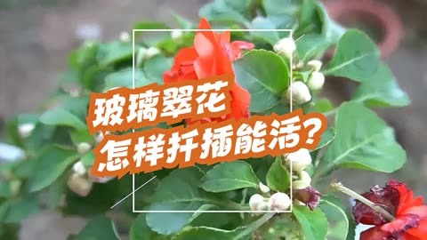 玻璃翠花怎样扦插能活?这样插,成活率百分百!