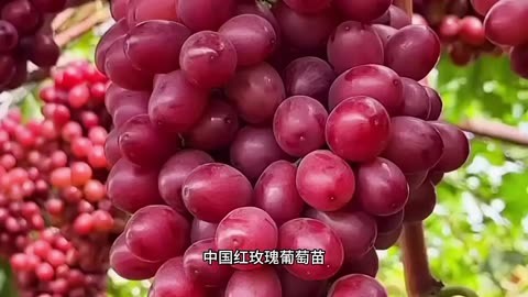 未来葡萄种植什么品种好