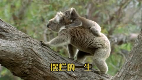 樹袋熊的擺爛人生#樹袋熊 #動物世界 #紀錄片 #神奇動物