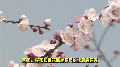 杏花樱花桃花区别