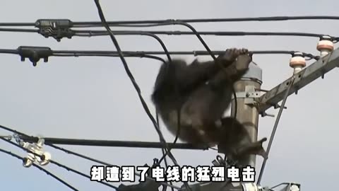 猴子碰高压线表情包图片